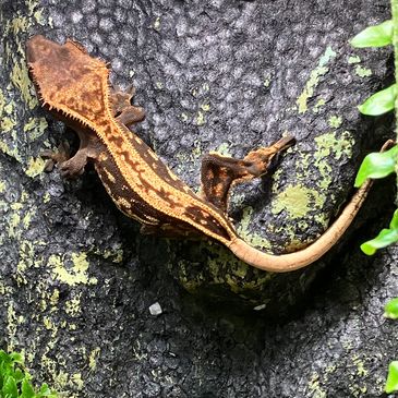 Geckos for sale | Cresties and other Geckos of Norfolk